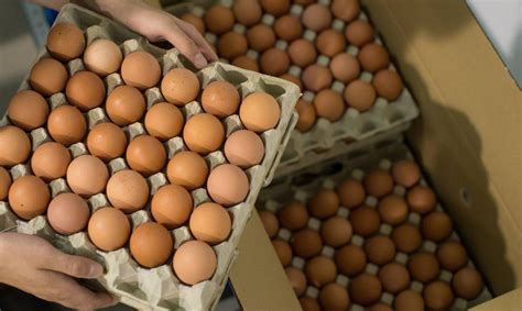 La Carrera Multimillonaria En El Negocio De Los ‘huevos Vegetales