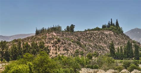 Rboles Nativos Ser N Plantados En Cerro San Francisco De Curim N