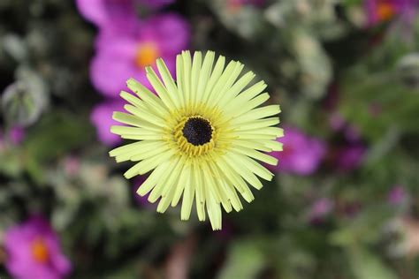 Flower Yellow Garden Free Photo On Pixabay