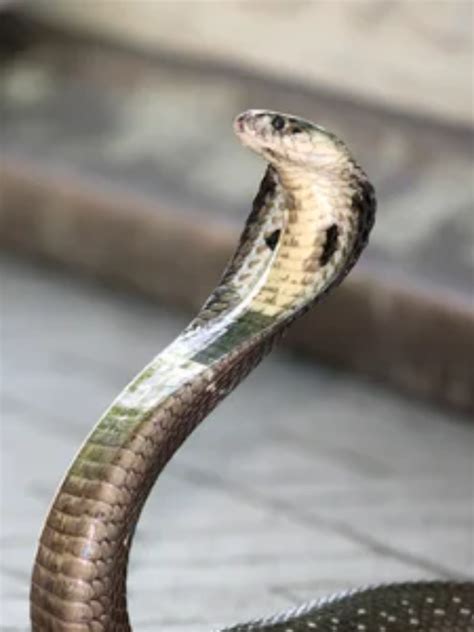 5 Incredible Facts About King Cobra Times Now