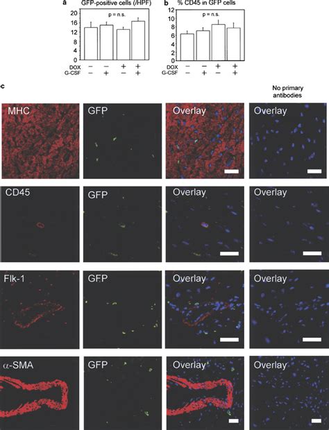 Dox Induced Degeneration Apoptosis And Cell Death In The Heart A