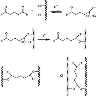 Reaction scheme of glutaraldehyde with one hydroxyl group forming a ...