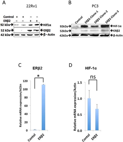 Regulation of HIF 1α protein expression independent of mRNA