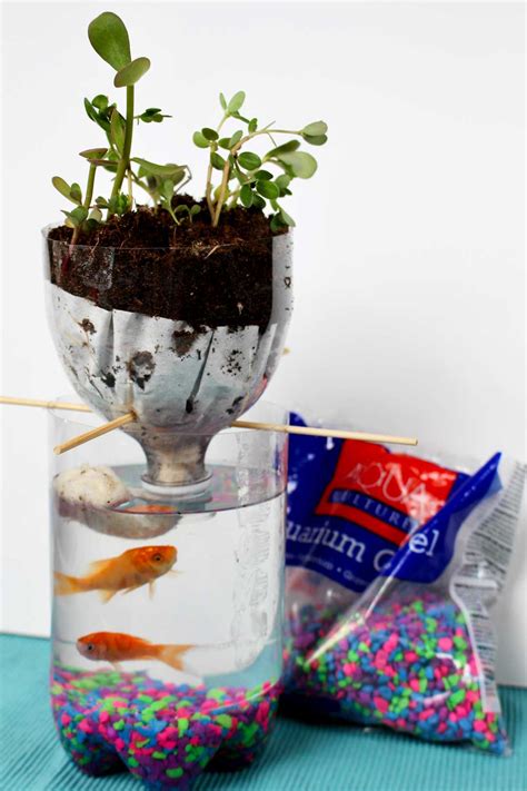 Water Ecosystem In A Jar At Donna Champion Blog