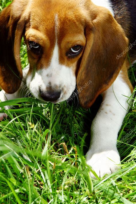 Funny Beagle Puppy In Park — Stock Photo © Yekophotostudio 4301095