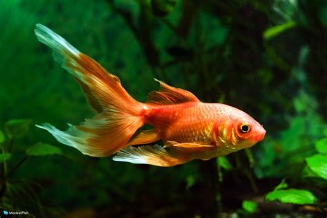 Comet Goldfish: Care Guide & Tank Set Up For Beginners