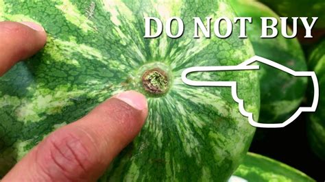 How To Pick The Perfect Watermelon Tips And Tricks — Daisy Creek Farms