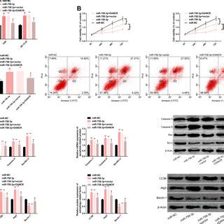 Dancr Reverses Antitumor Effect Of Mir P On Bc Cells A