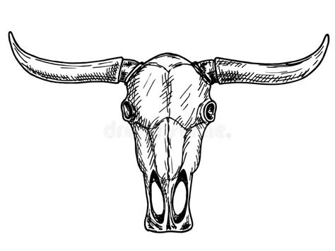 Bull Skull Etching Stock Illustrations Bull Skull Etching Stock