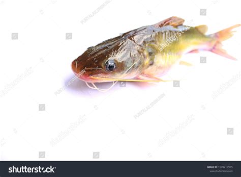 Naked Catfishes Rita Rita Species Bagrid Stock Photo 1509219935 Shutterstock