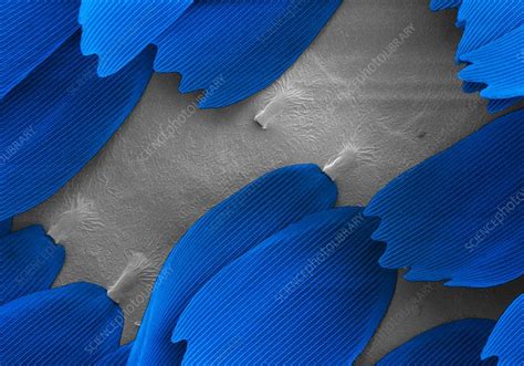 Sea Green Swallowtail Butterfly Wing Scales SEM Stock Image C035