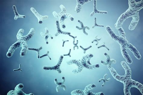 Le Chromosome Y Est Il Réellement En Train De Disparaître Quest Ce