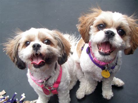 Cava Tzu Greatdogsite
