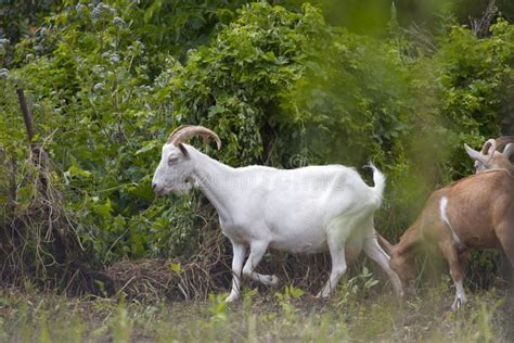 Goats In Nature Stock Photo Image Of Pasture Garden 190626548