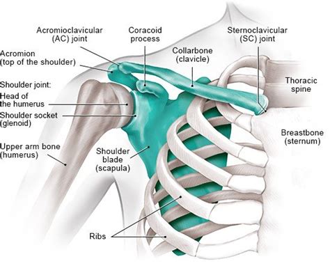 How Does The Shoulder Work Informedhealth Org