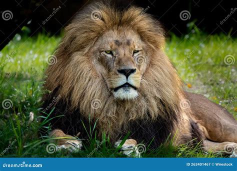 Closeup of a Lion Sitting on the Grass in the Zoo Stock Image - Image ...