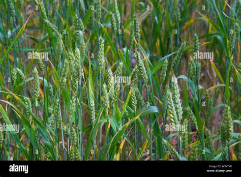 Green Wheat Ears Stock Photo Alamy