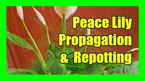 How To Divide Peace Lily Plant Peace Lily Propagation Repotting