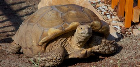 Sulcata Tortoise Care Sheet