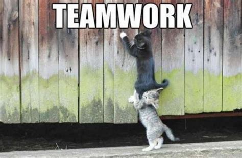 30 Hilarious Teamwork Memes Barnorama