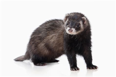 Adrenal Disease In Ferrets