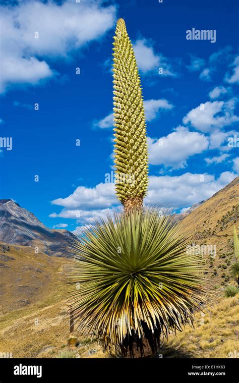 Reina De Los Andes O Bromelia Gigante Puya Raimondii De Unos 8 M De