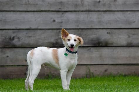 Adopter Un Chien En Refuge Nos Conseils