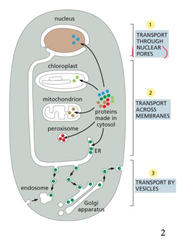 Topic Protein Targetting To The Endoplasmic Reticulum And Secretion