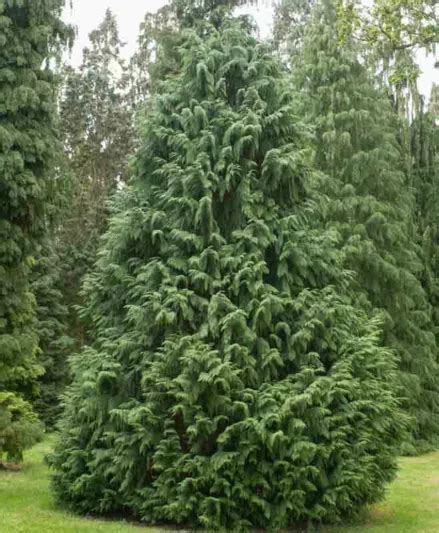 Chamaecyparis Nootkatensis Glauca Nootka Cypress