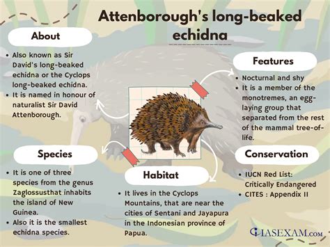 Attenborough’s long beaked echidna Mind Map - Iasexam.com