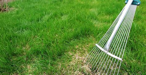 A Homeowner S Guide To Spring Lawn Renovation Life S Dirty Clean Easy