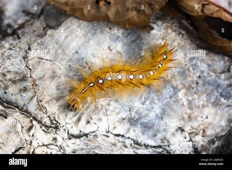 Beautiful Caterpillar On The Stone Stock Photo Alamy