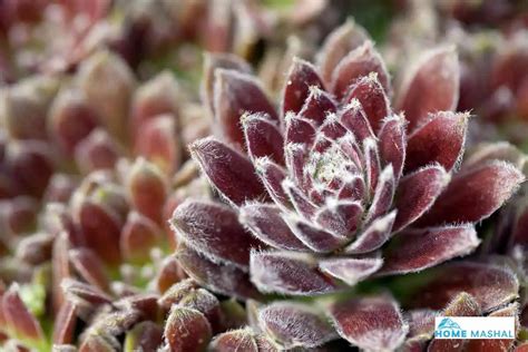 15 Popular Sempervivum Varieties (With Photos)