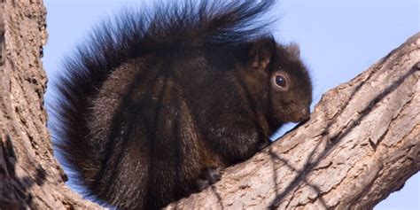 Black Squirrel Spiritual Meaning (7 Symbolic Facts)