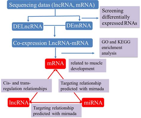 Frontiers Identification And Characterization Of Lncrnas Related To