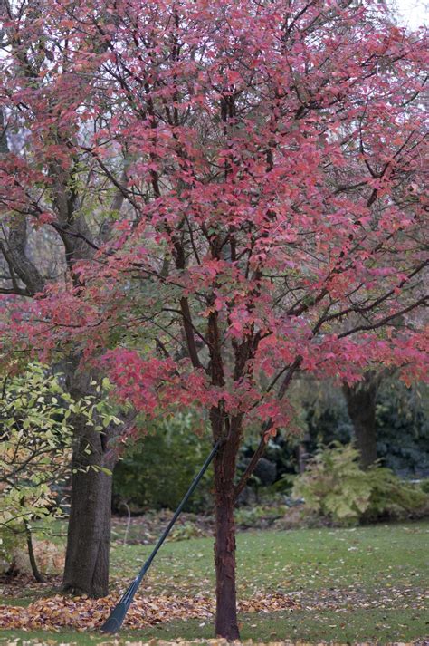 Paperbark Maple Acer Griseum