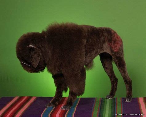 15 Crazy Dog Grooming ideas | crazy dog, dog grooming, creative grooming