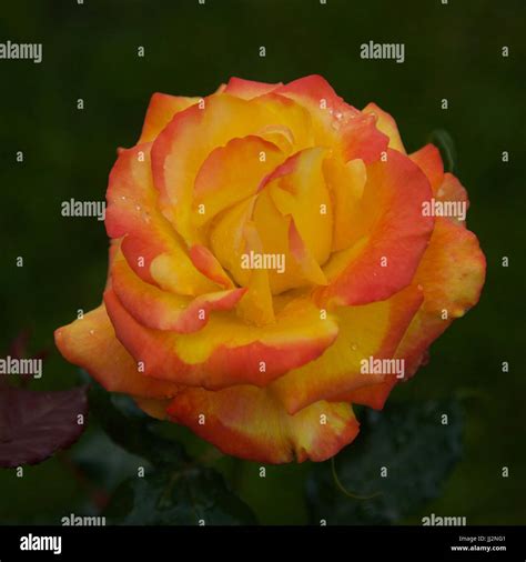 English Garden Flowers Stock Photo Alamy