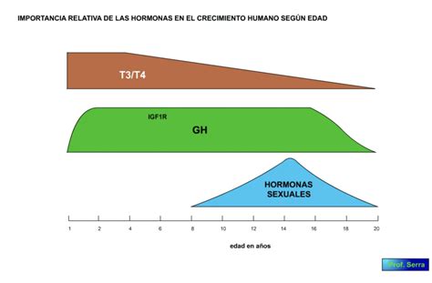 Hormona Del Crecimiento Gh Webfisio