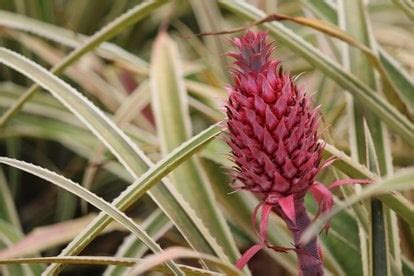 pineapple  hawaii  roveme