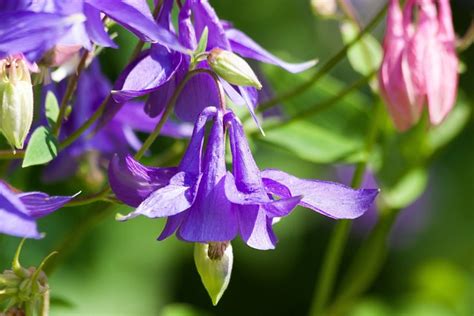 Columbia Flower Blossom - Free photo on Pixabay - Pixabay