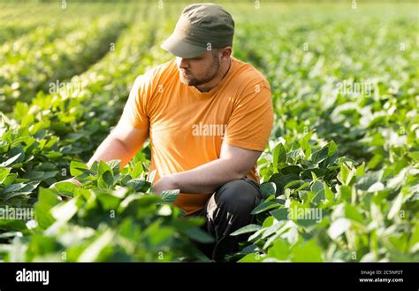 Soybean Farmer Hi Res Stock Photography And Images Alamy