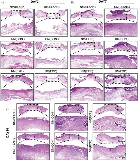 Histology Evaluation H E Staining Of Wound Healing A H E Staining