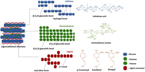 Schematic Structure Of Lignocellulose Download Scientific Diagram