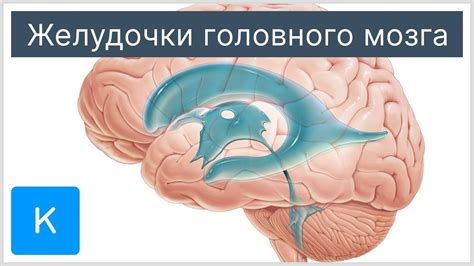 Желудочки головного мозга - Анатомия человека | Kenhub - YouTube