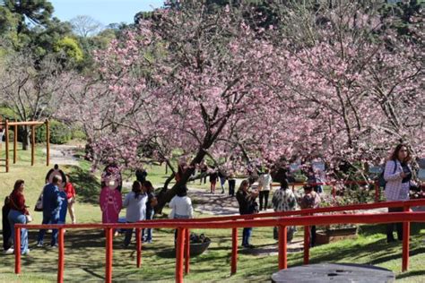 53ª Festa da Cerejeira em Flor em Campos do Jordão começa neste sábado