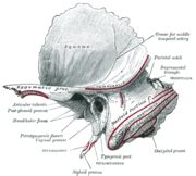 Skalná kosť – Wikipédia