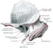 Styloglossus - Wikipedia