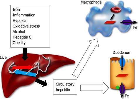 Regulation Of Hepcidin And Iron Metabolism The Key Ironregulatory