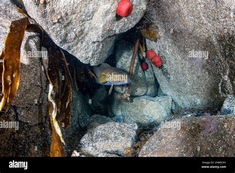 Tadpole Fish Raniceps Raninus Hi Res Stock Photography And Images Alamy